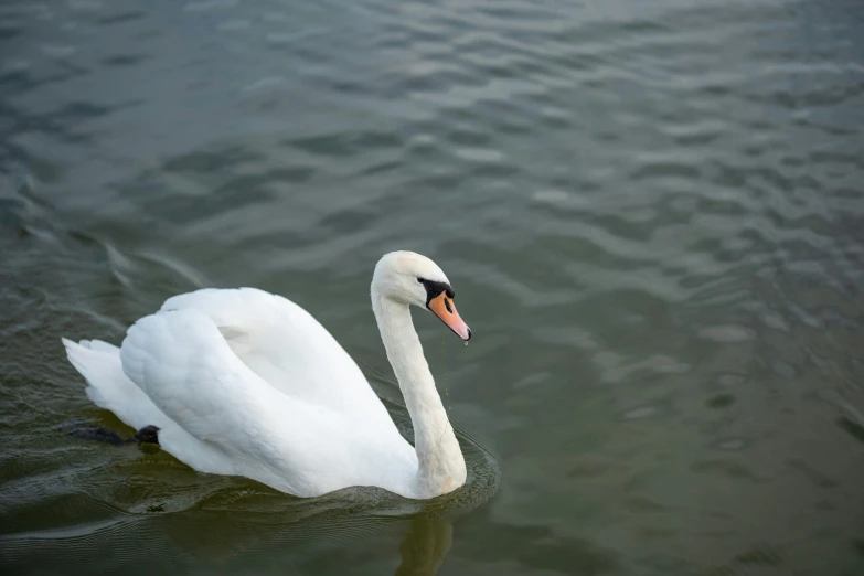 a white swan floating in the water near another swan