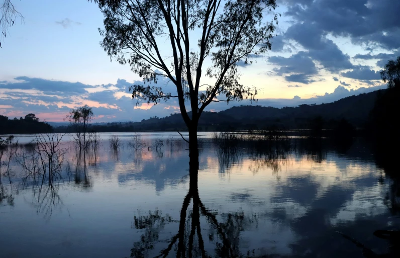 a tree sitting next to water surrounded by mountains