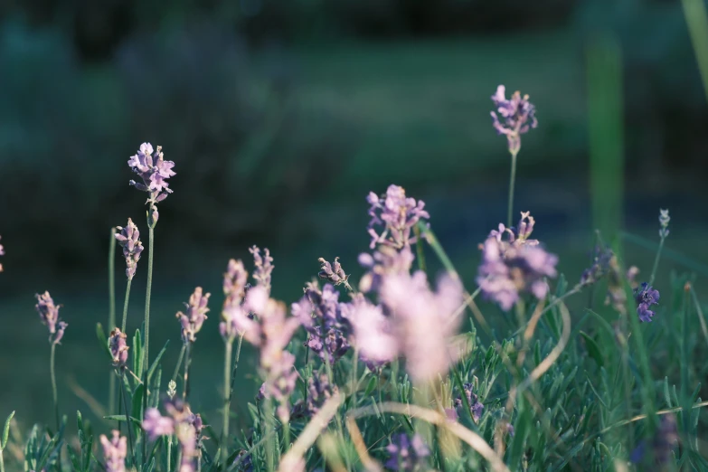 small flowers in a field near green grass