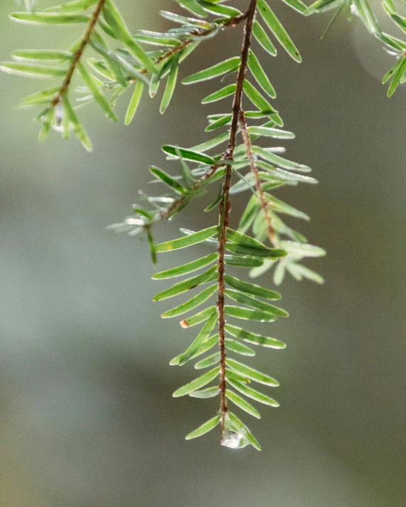 a nch with water droplets hanging from it