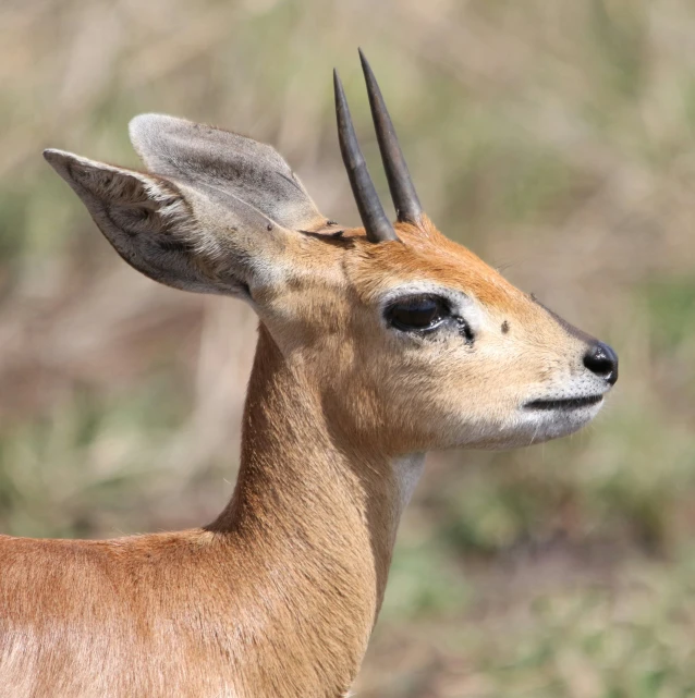 a gazelle has very sharp horns on its head