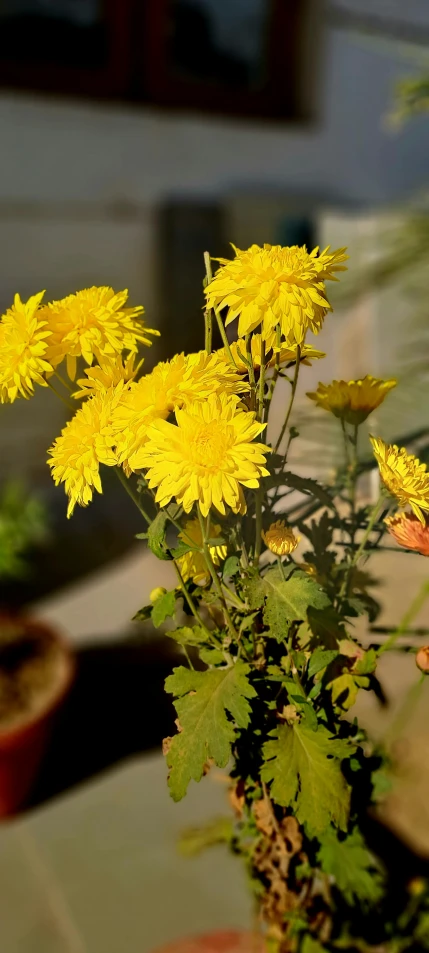 some yellow flowers sitting in a flower pot