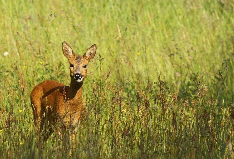 a small deer looking at the camera through the tall grass