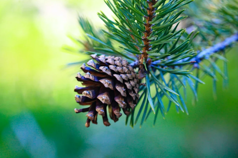a pine cone attached to a nch of a tree