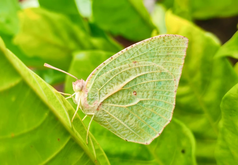 a green insect sitting on top of a leaf covered forest