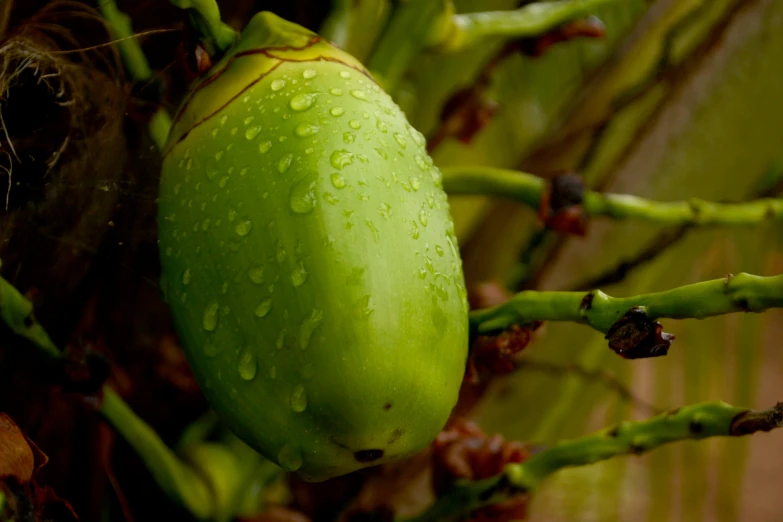 an unripe, green flower on the stem with rain drops on it