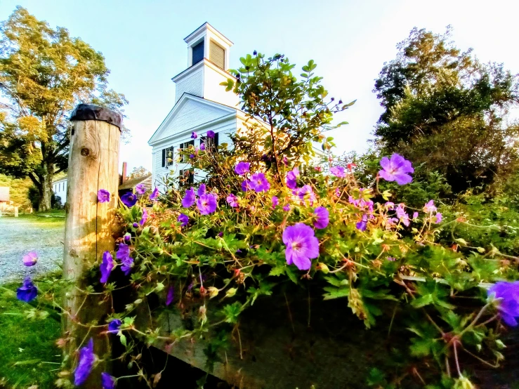 a large bush with flowers and a church steeple