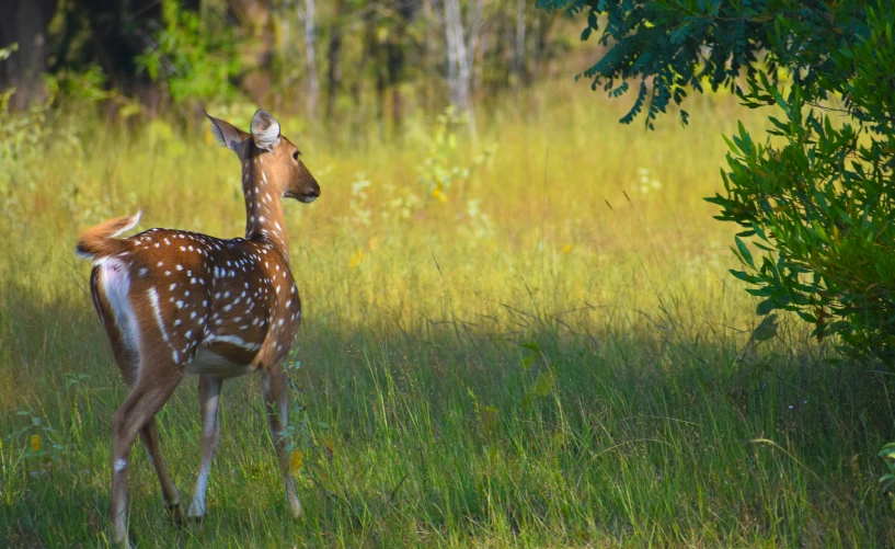 small deer standing in grassy field next to trees