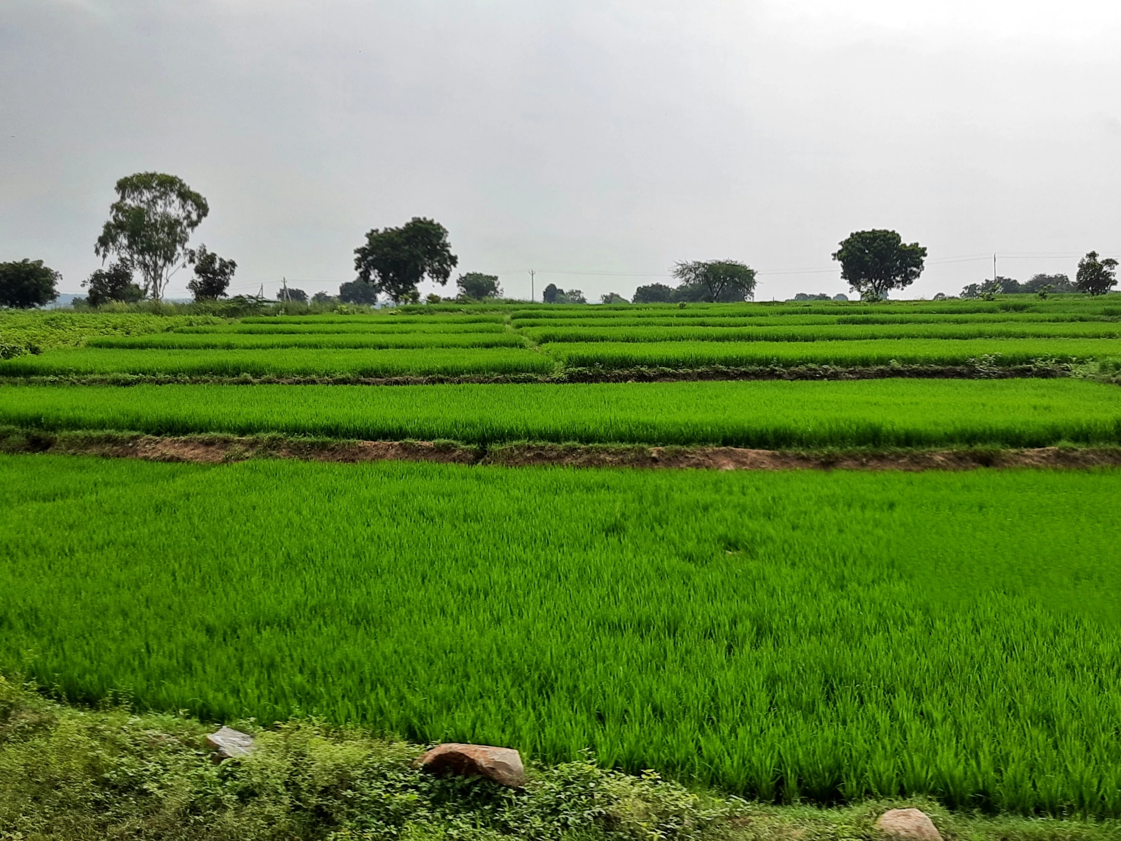 a field is dotted with greenery and trees