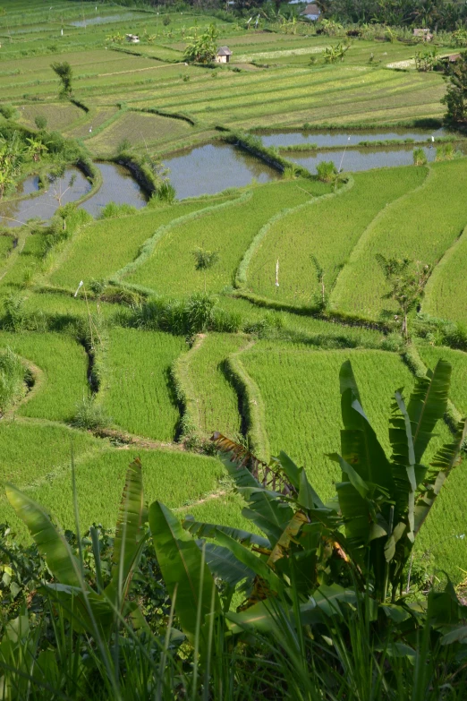 green rice terraces that are on both sides of the river