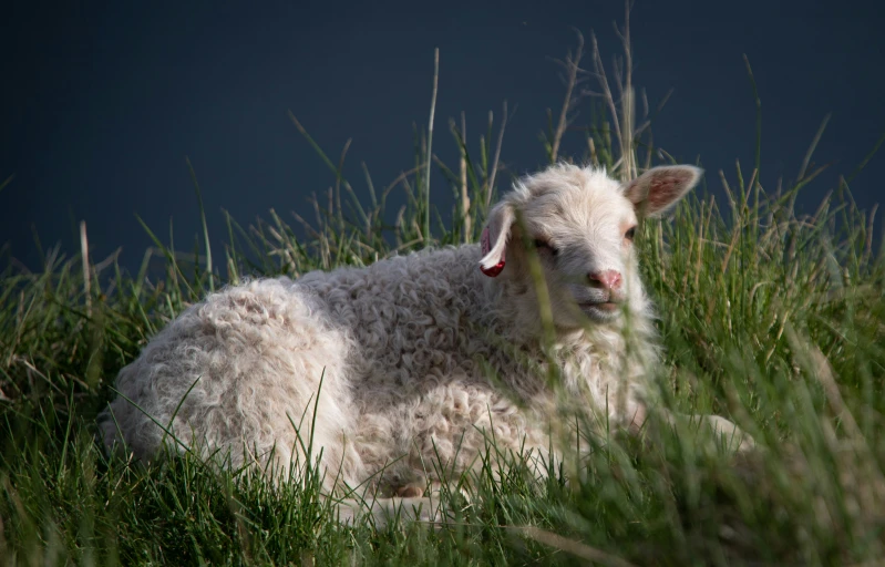 an infant lamb is laying in the grass