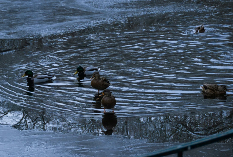 ducks swimming in water next to a fence