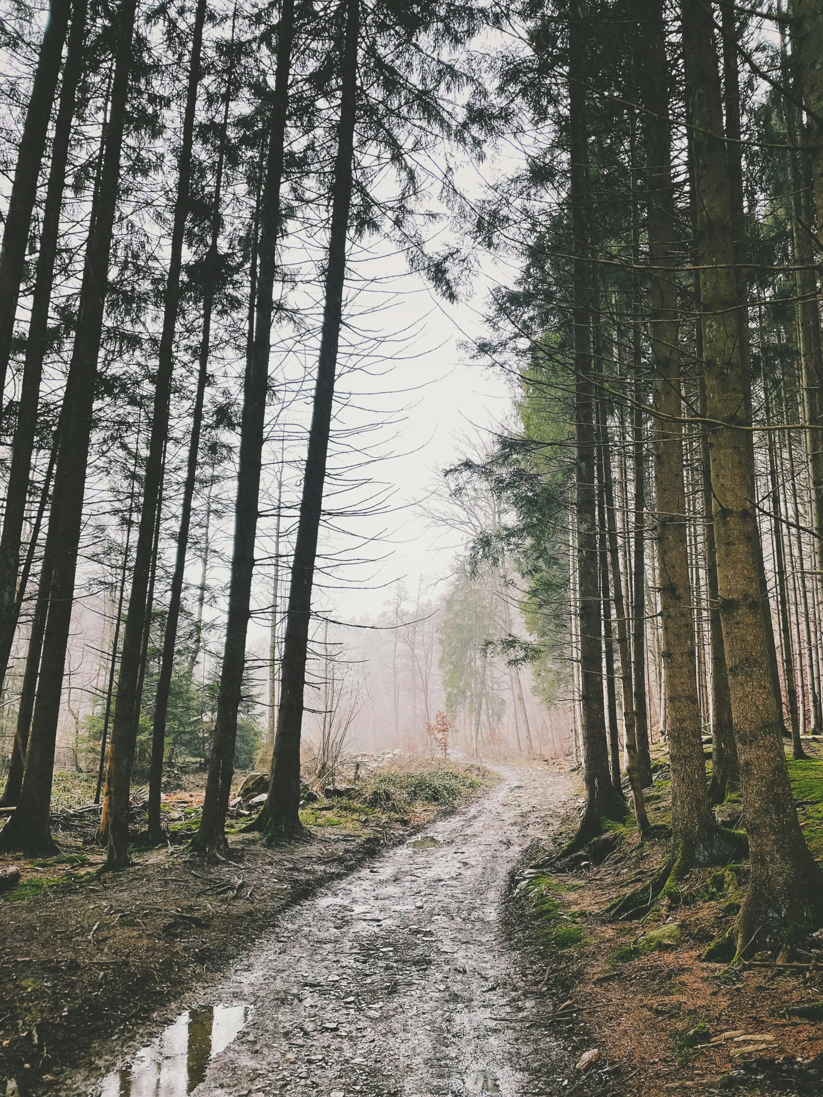 a forest with wet dirt and tall trees