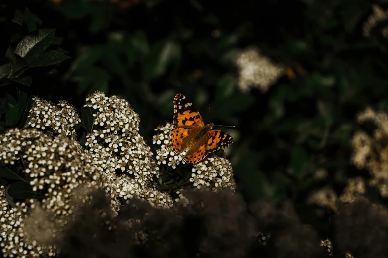 orange erfly sitting on white and black flowers