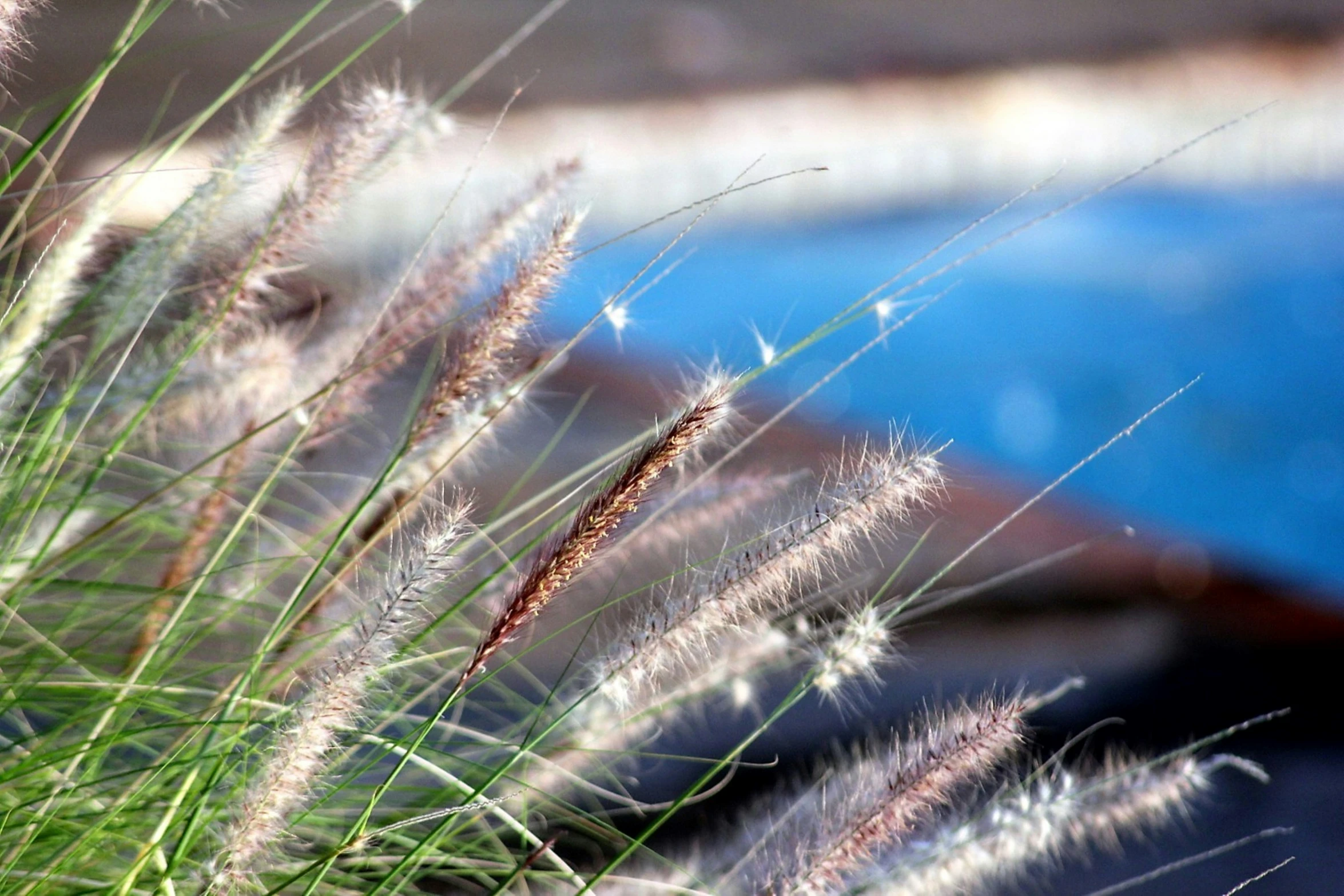 grass grows on a table next to a pool