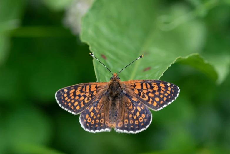 a erfly sits on a leaf in the wild