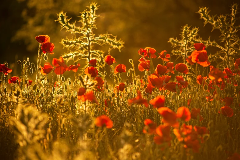 orange poppys are growing in the field at sunset