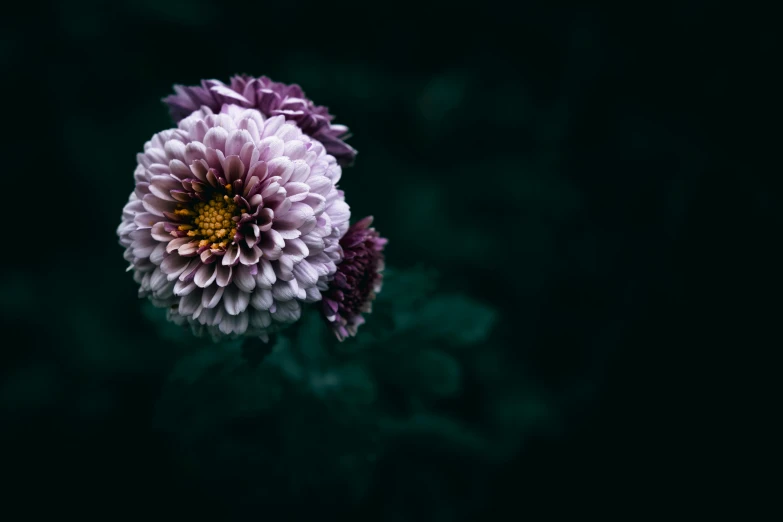 two purple flowers that are sitting next to each other