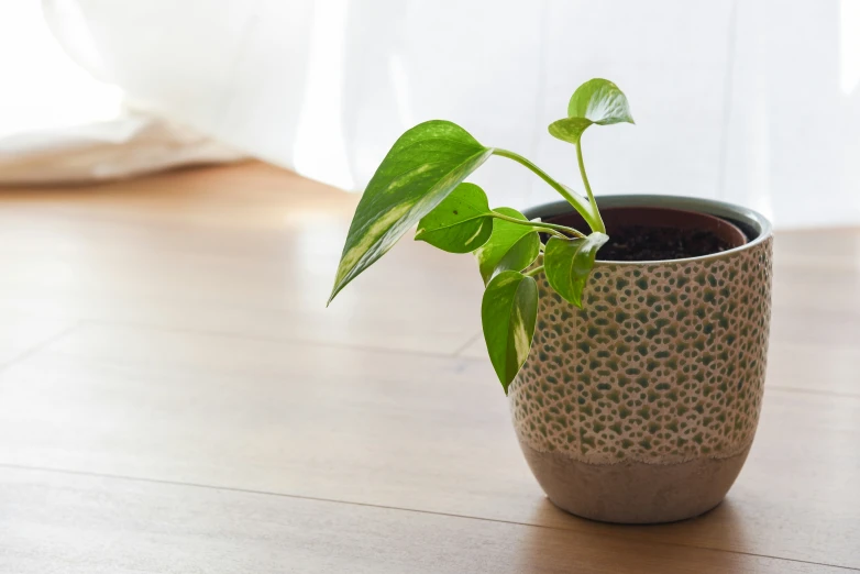 a plant in a small vase on a table