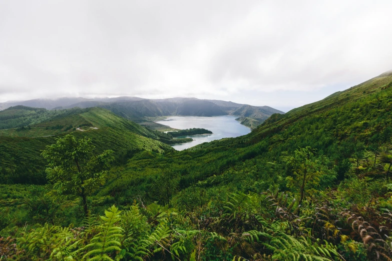 a lush green forest covered in fog and clouds