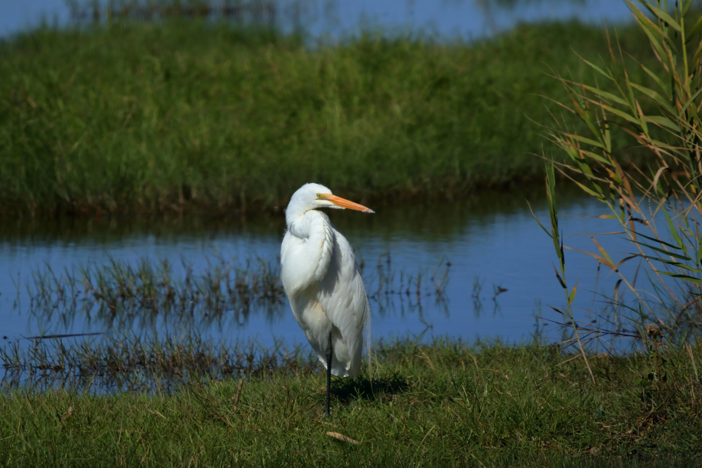 there is a white bird with orange beak standing on a grassy bank near a pond