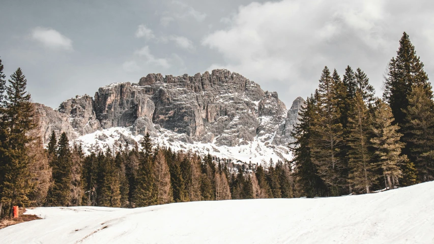 trees on a snowy hill and a mountain with snow on it