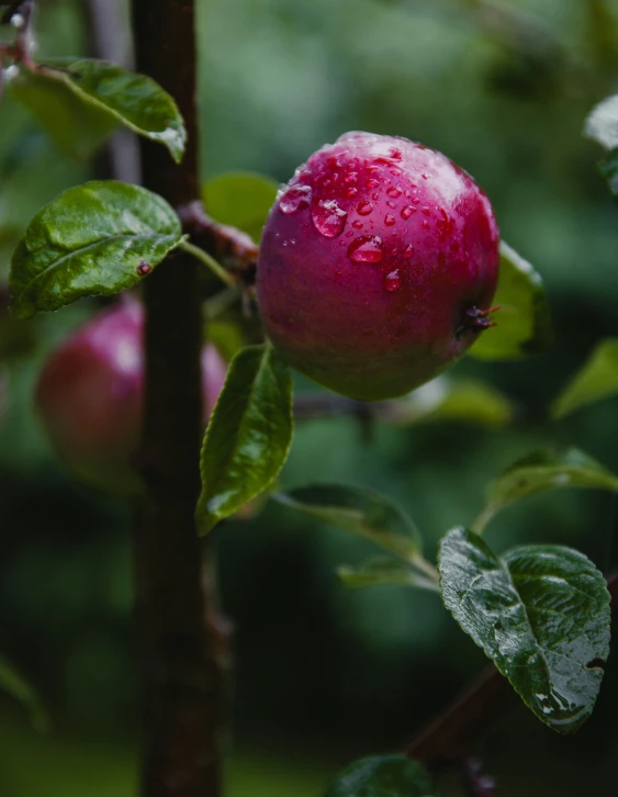 a red apple is on a tree with water droplets