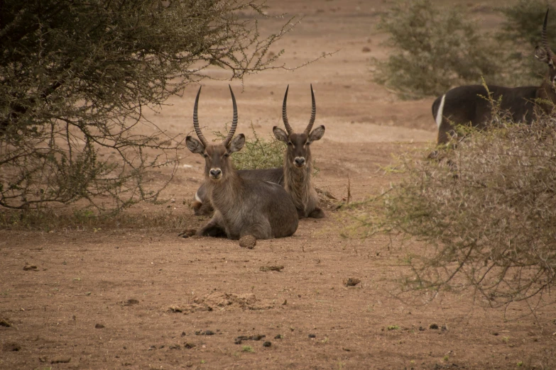 three horned animals sitting in a field near trees