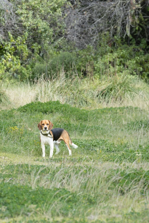 a dog that is in the grass by himself