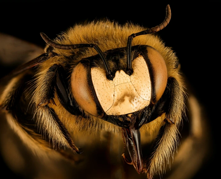 a close up view of a bee's face with the antennae showing