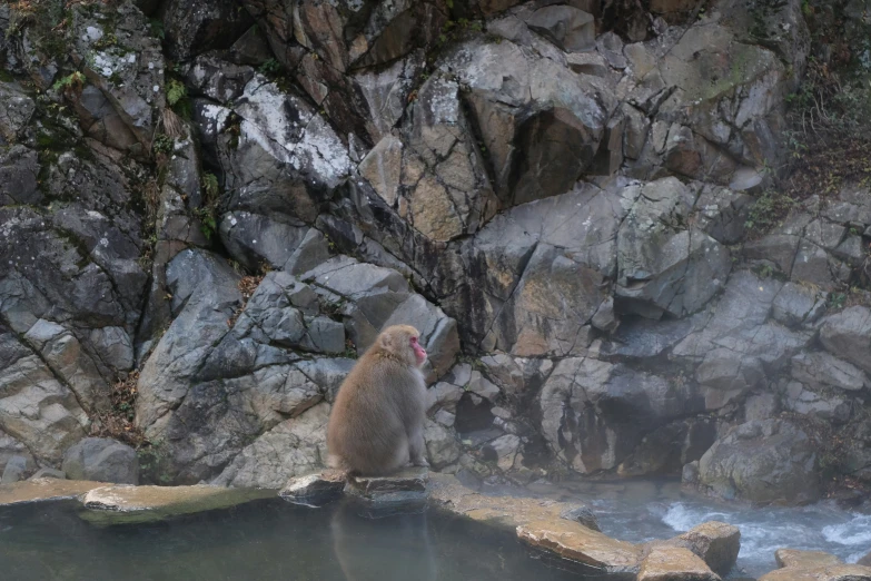 a monkey looking on from above water with its tongue open