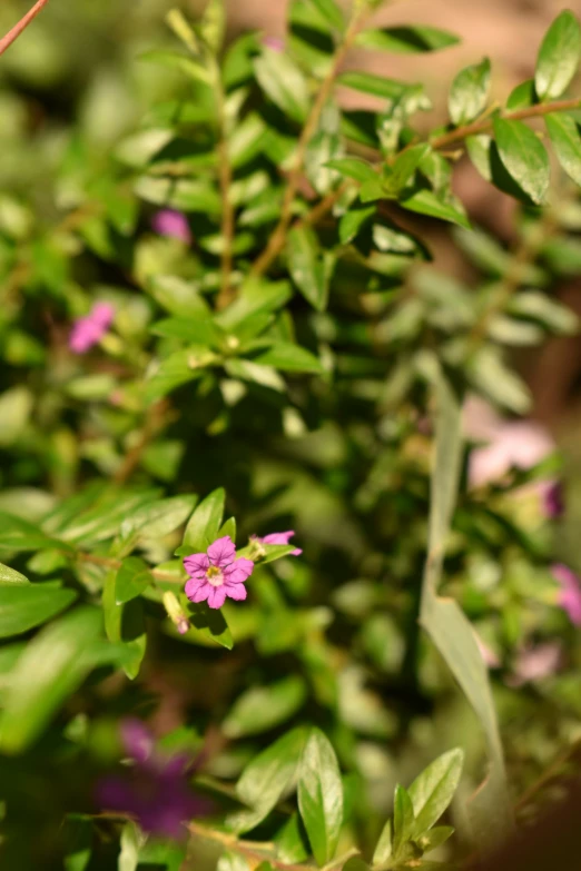 close up image of small purple flower surrounded by green leaves