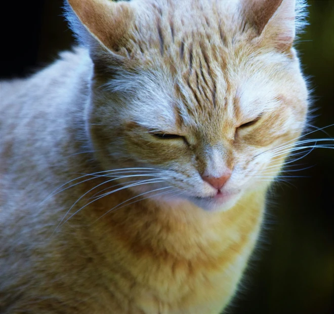 a close up of a cat with its eyes closed