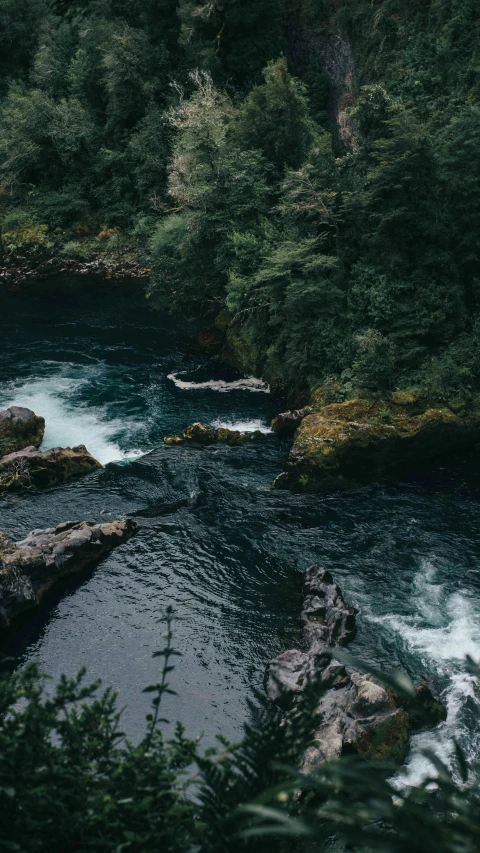 a river that is surrounded by trees in the woods