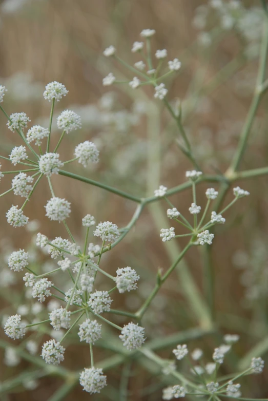 an image of the plant on the ground