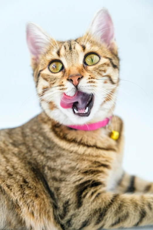 a brown black and white cat is sticking its tongue out