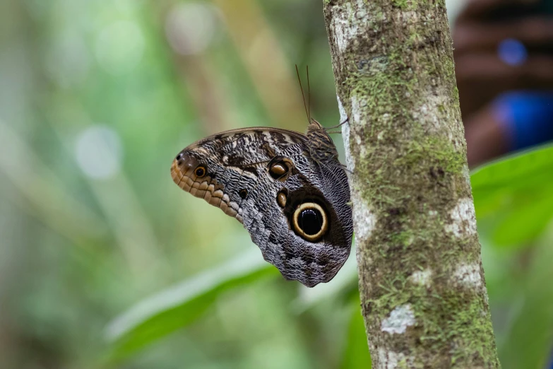 a brown and black erfly is hanging from a tree