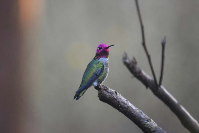 a colorful bird is perched on the limb of a tree