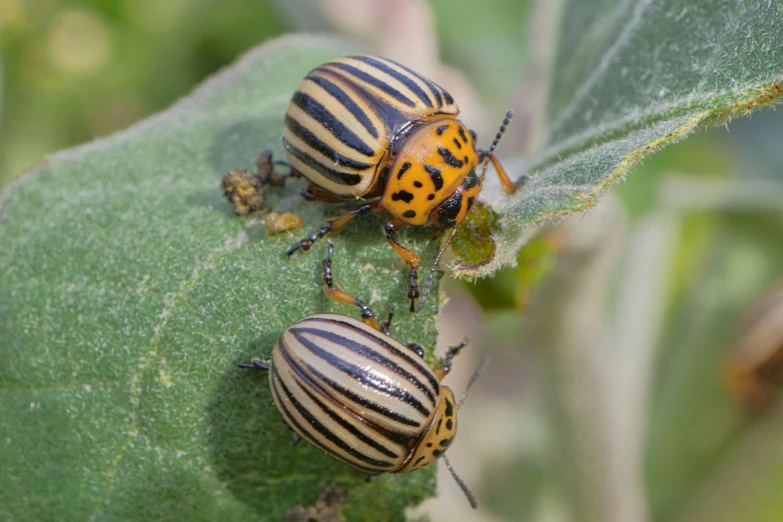 two yellow black and orange bugs on green leaves