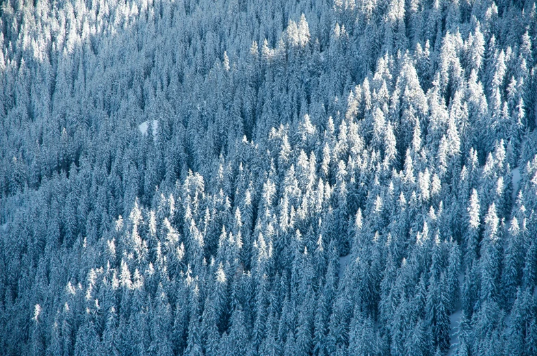 the view looking down on trees from the plane