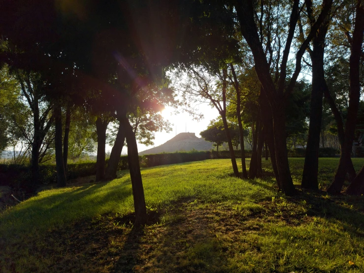 the sun shining through trees and grass near a field