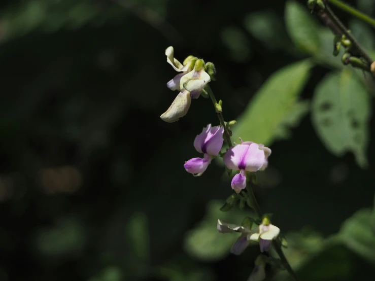 small pink flowers are growing on the plant