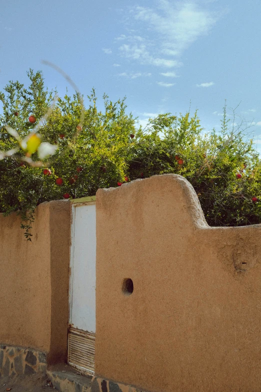 door and wall on adobe - building with red flowers and vegetation