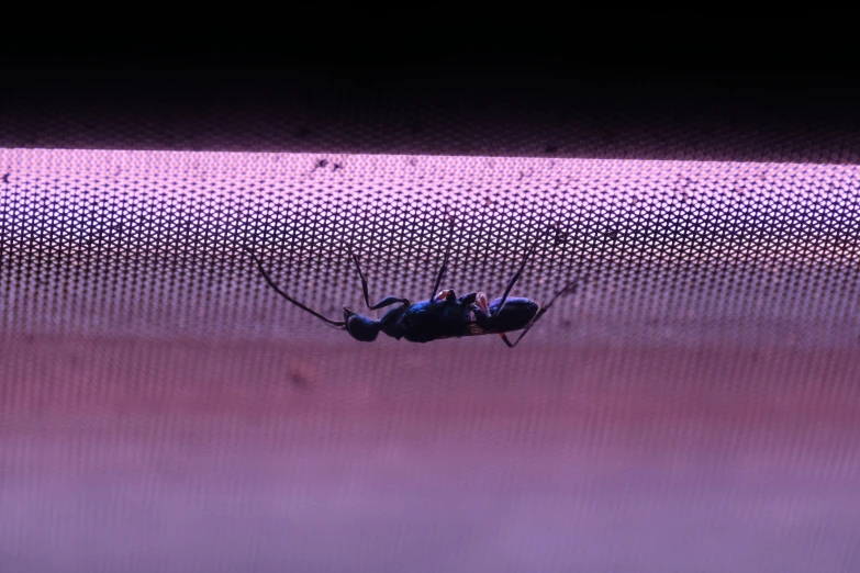 a large mosquito standing on top of a screen