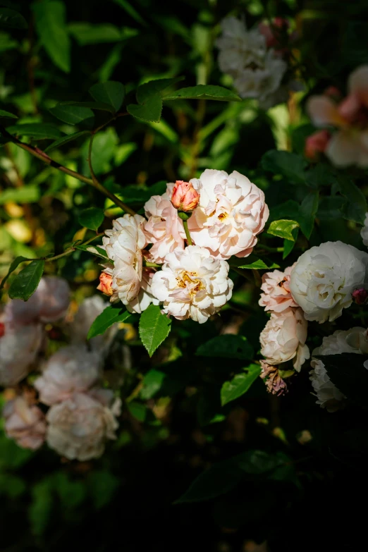 a pink and white flower blooming in a bush