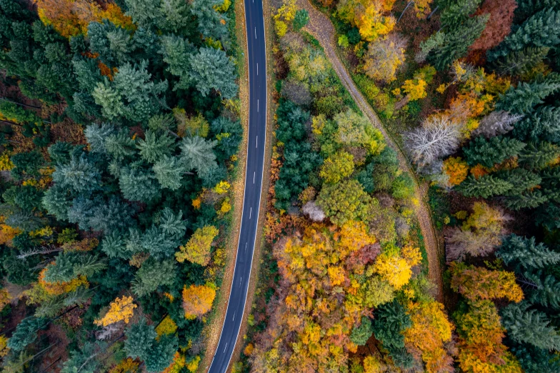 a scenic road running through a forest with fall leaves