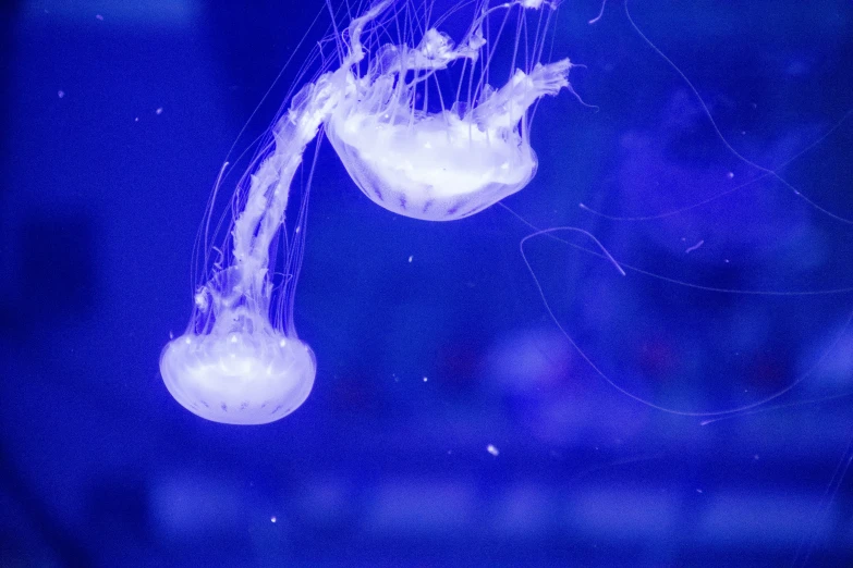 a jellyfish flying into the air above blue water