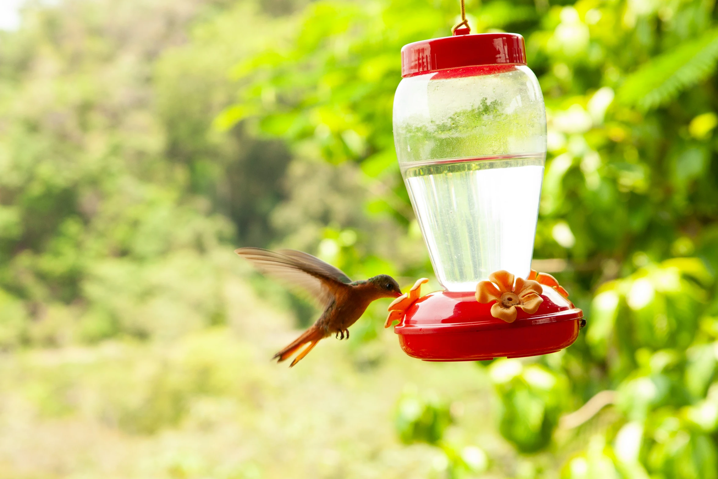 a bird flies near a humming bird feeder