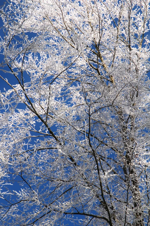 tree nches with white leaves against a blue sky