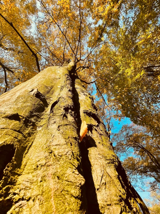 this is a tree that has no leaves